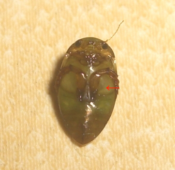 Da identificare: Laccophilus sp. (cf. L. hyalinus)